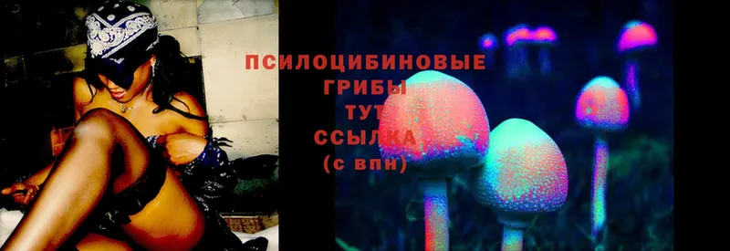 omg   Серафимович  Псилоцибиновые грибы Psilocybine cubensis 